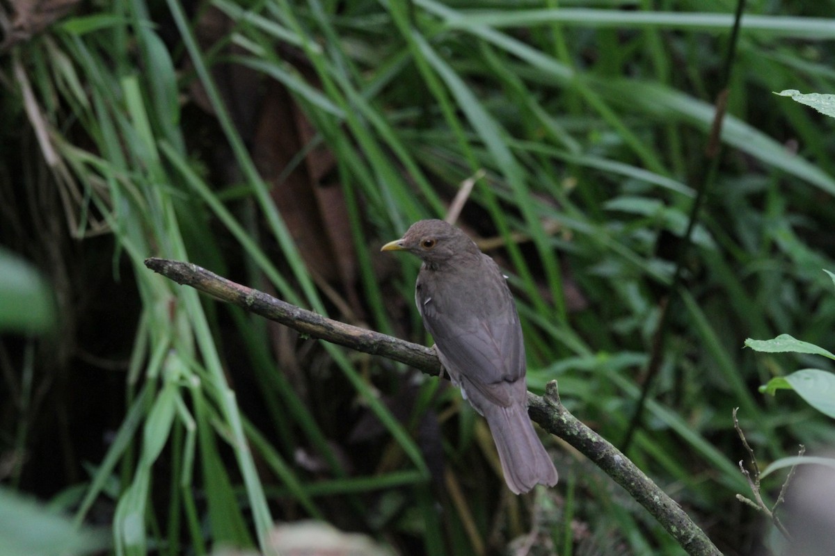 Ecuadorian Thrush - ML541013891
