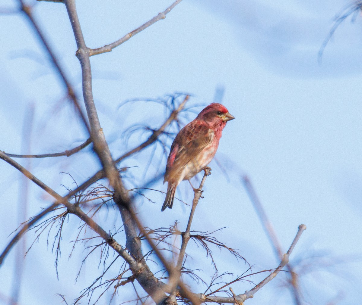 Purple Finch - ML541014351