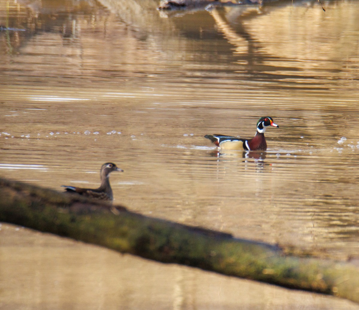 Wood Duck - Rebecca Pescosolido