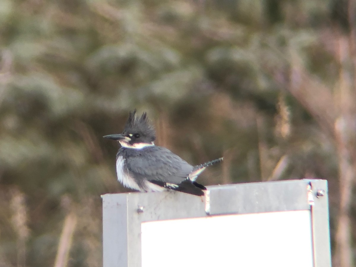 Belted Kingfisher - ML541016411