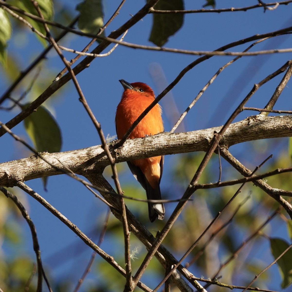 Flame-colored Tanager - ML541019101