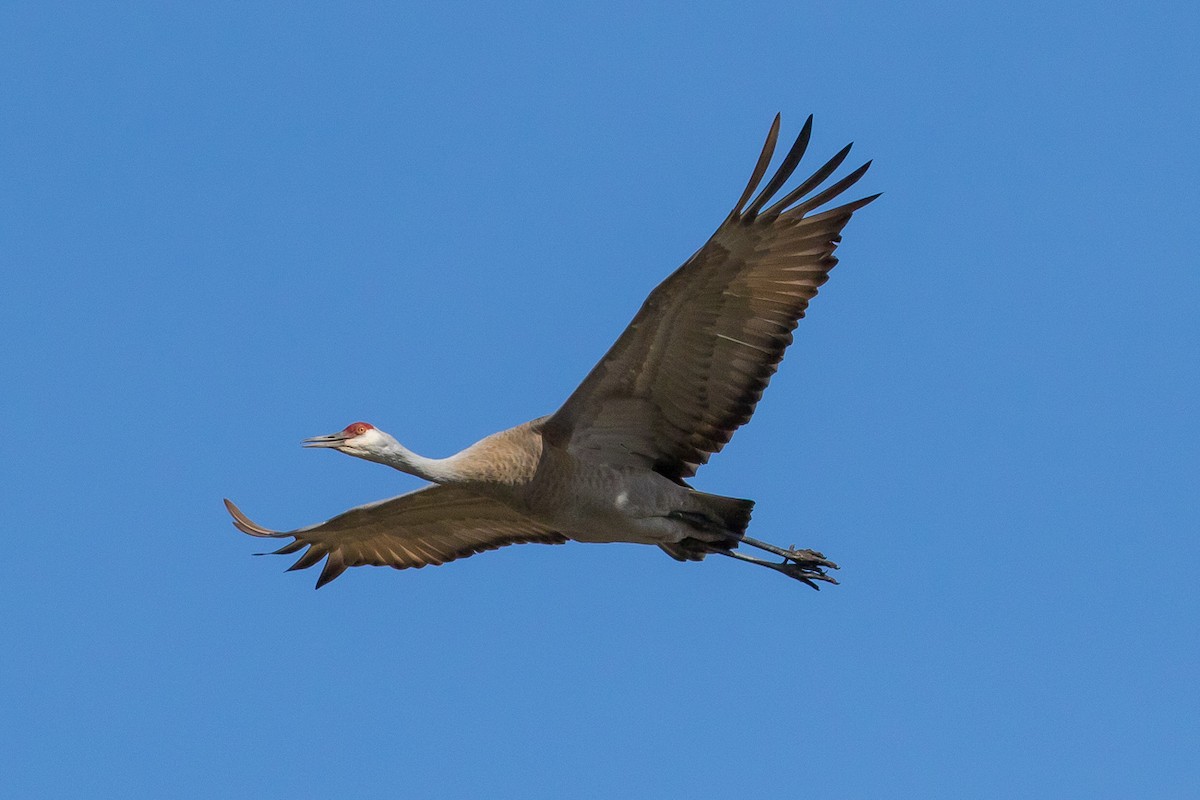 Grulla Canadiense - ML54101981