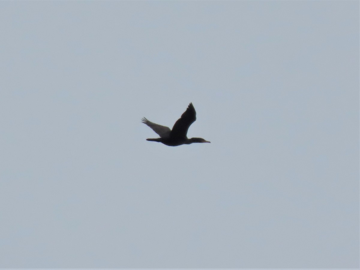 Double-crested Cormorant - ML541020951