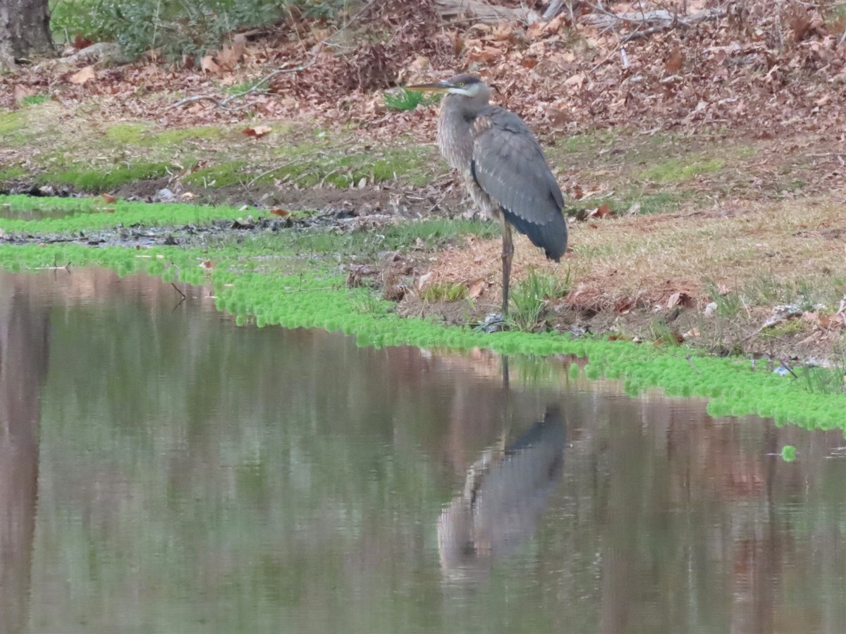 Great Blue Heron - ML541021031