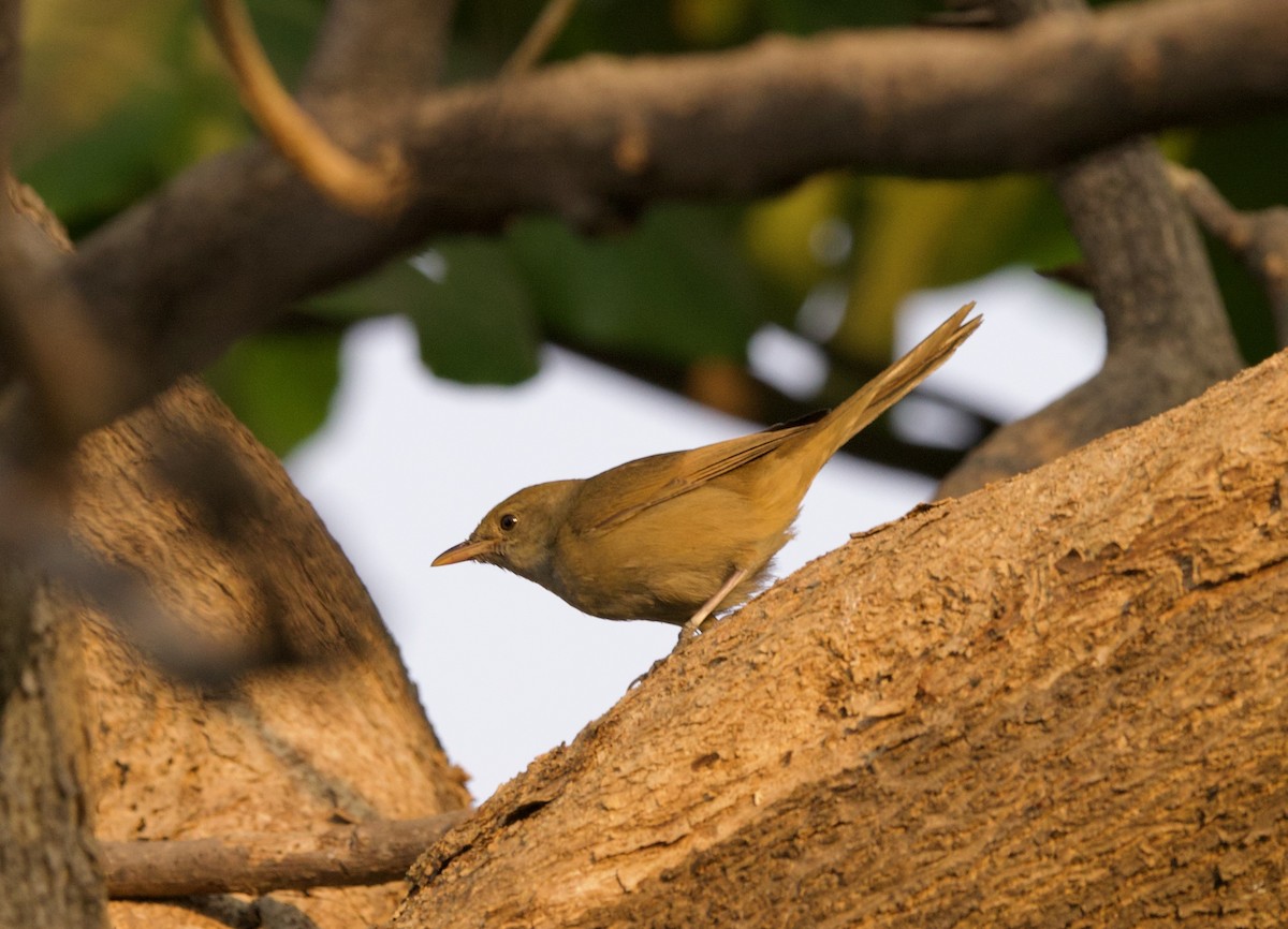 Thick-billed Warbler - ML541021081