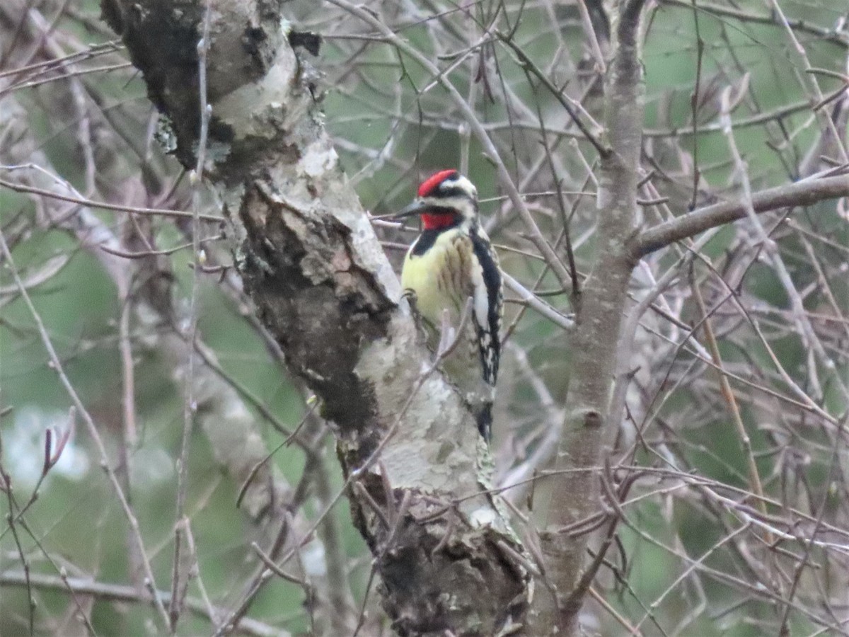 Yellow-bellied Sapsucker - ML541021211