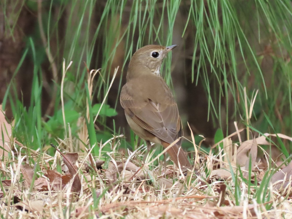 Hermit Thrush - ML541022261