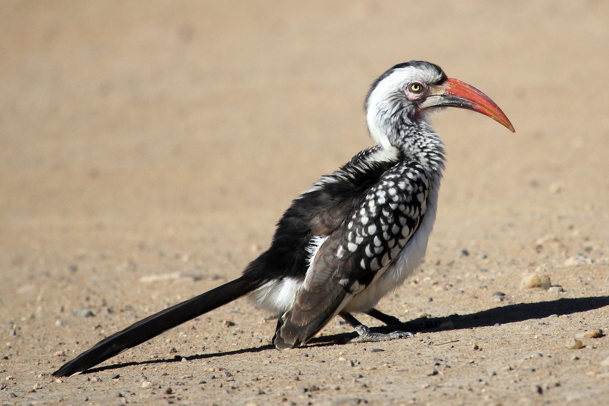 Southern Red-billed Hornbill - Ray Turnbull