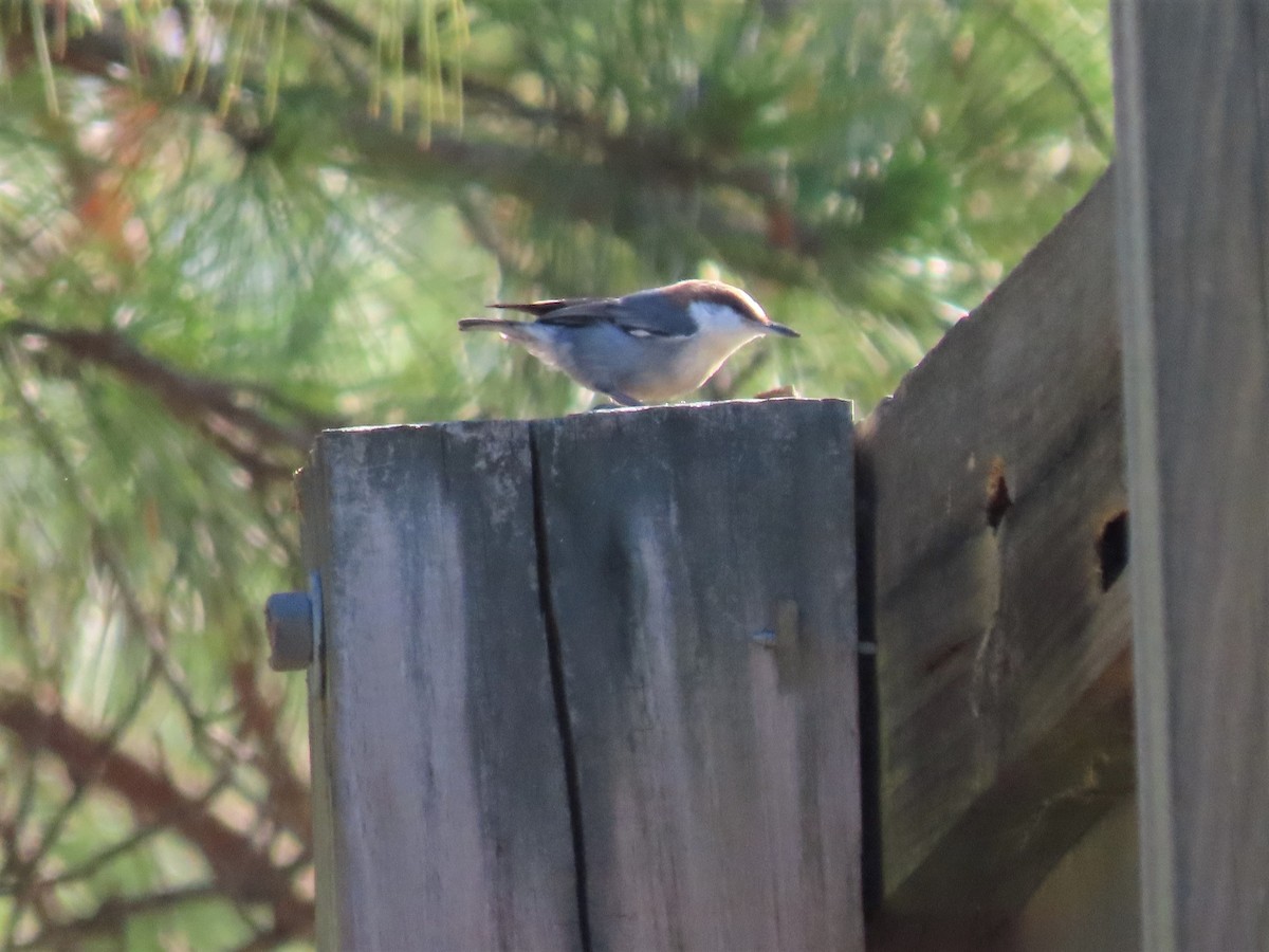 Brown-headed Nuthatch - ML541022951