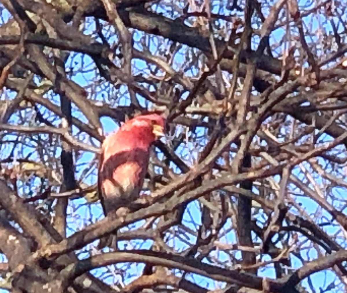 Purple Finch - ML541023481