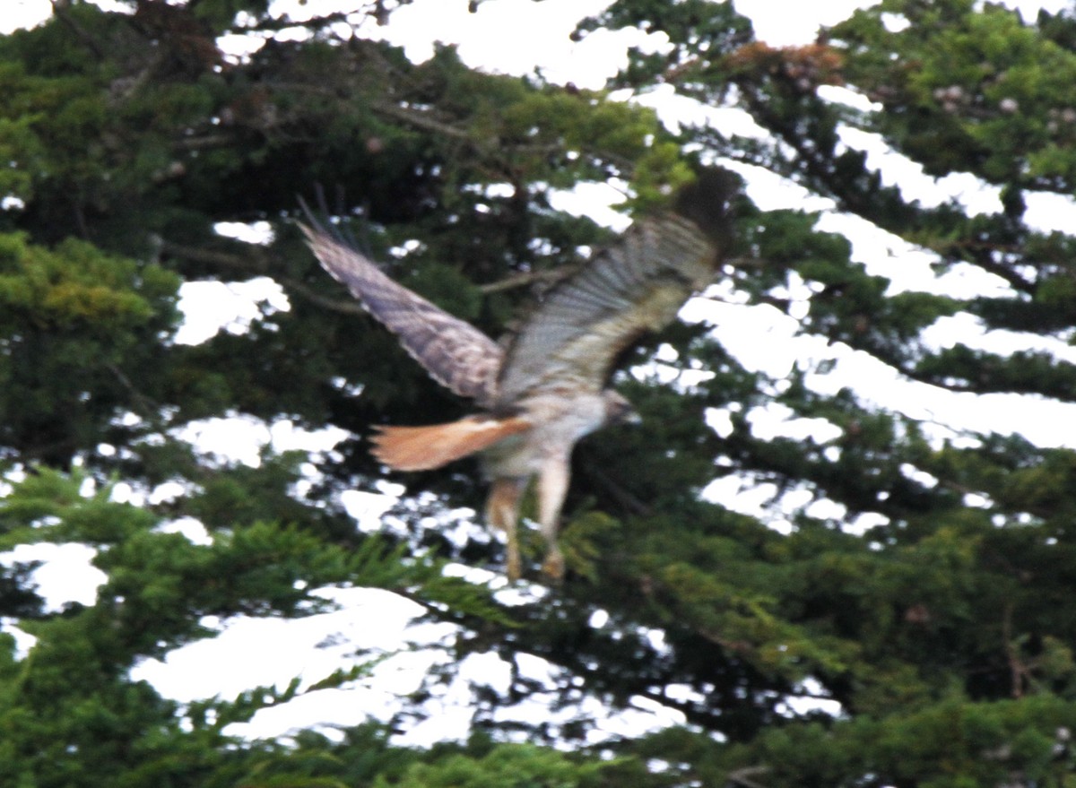 Red-tailed Hawk - ML541023701