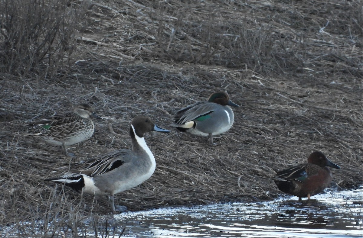 Northern Pintail - ML541023811