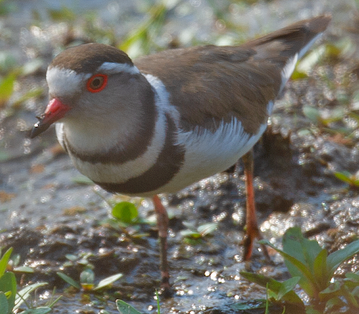 Three-banded Plover - ML541024031