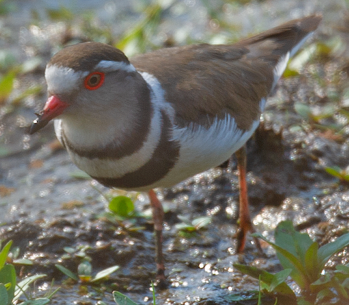 Chorlitejo Tricollar - ML541024031