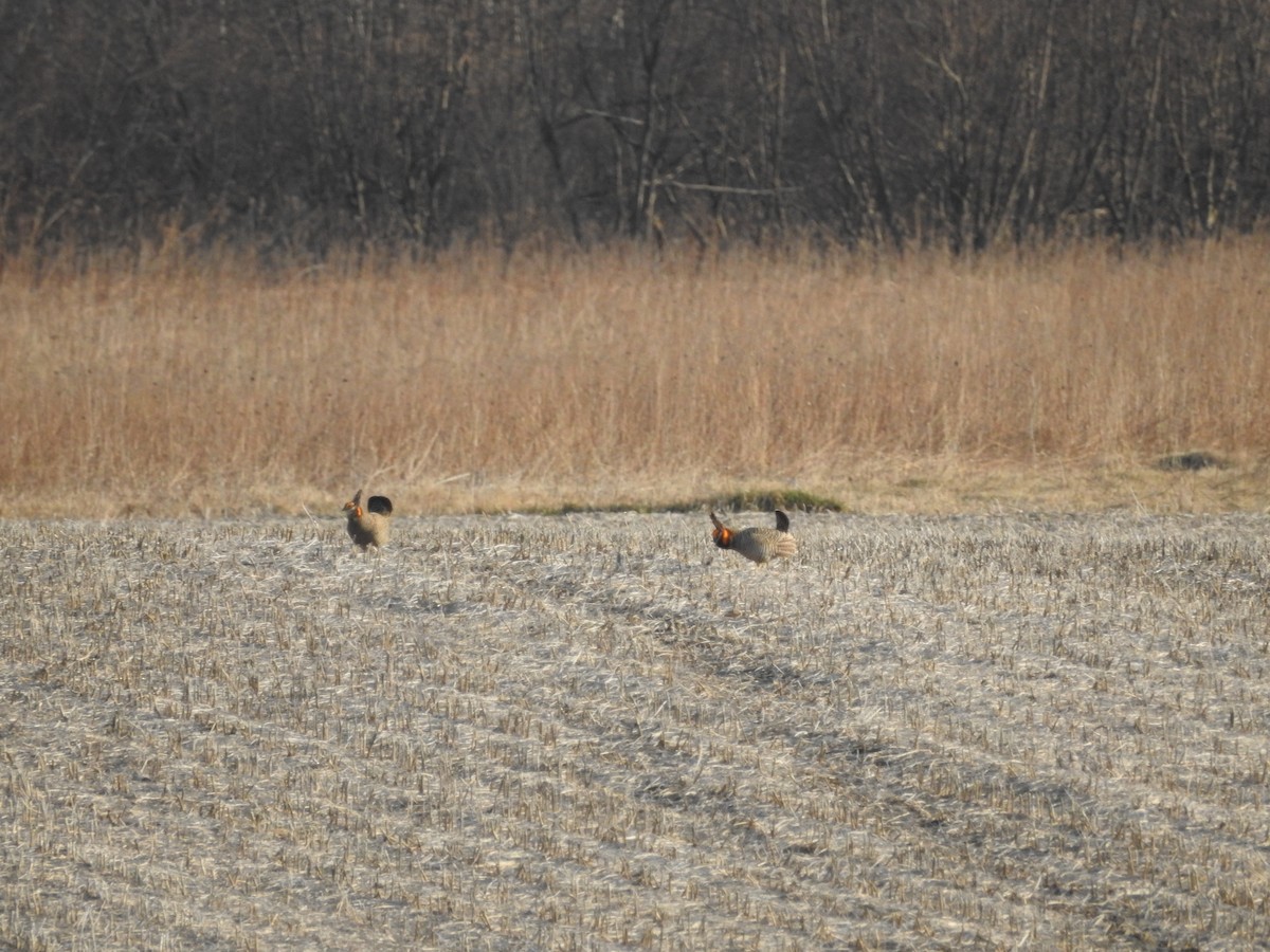 Greater Prairie-Chicken - Andy McGivern