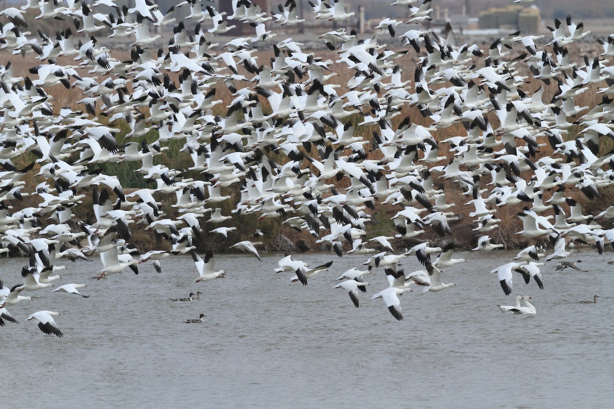 Ross's Goose - ML541026611