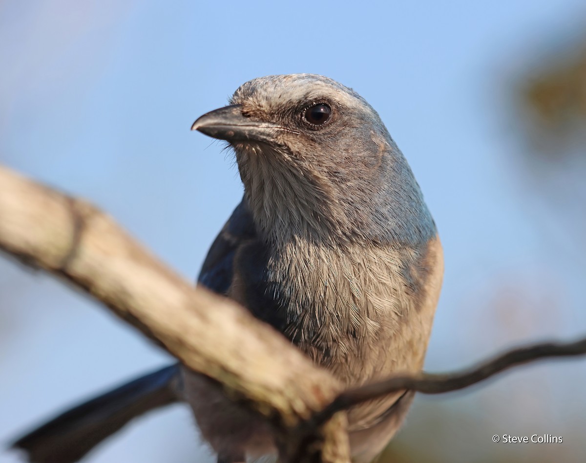 Florida Scrub-Jay - ML541027441