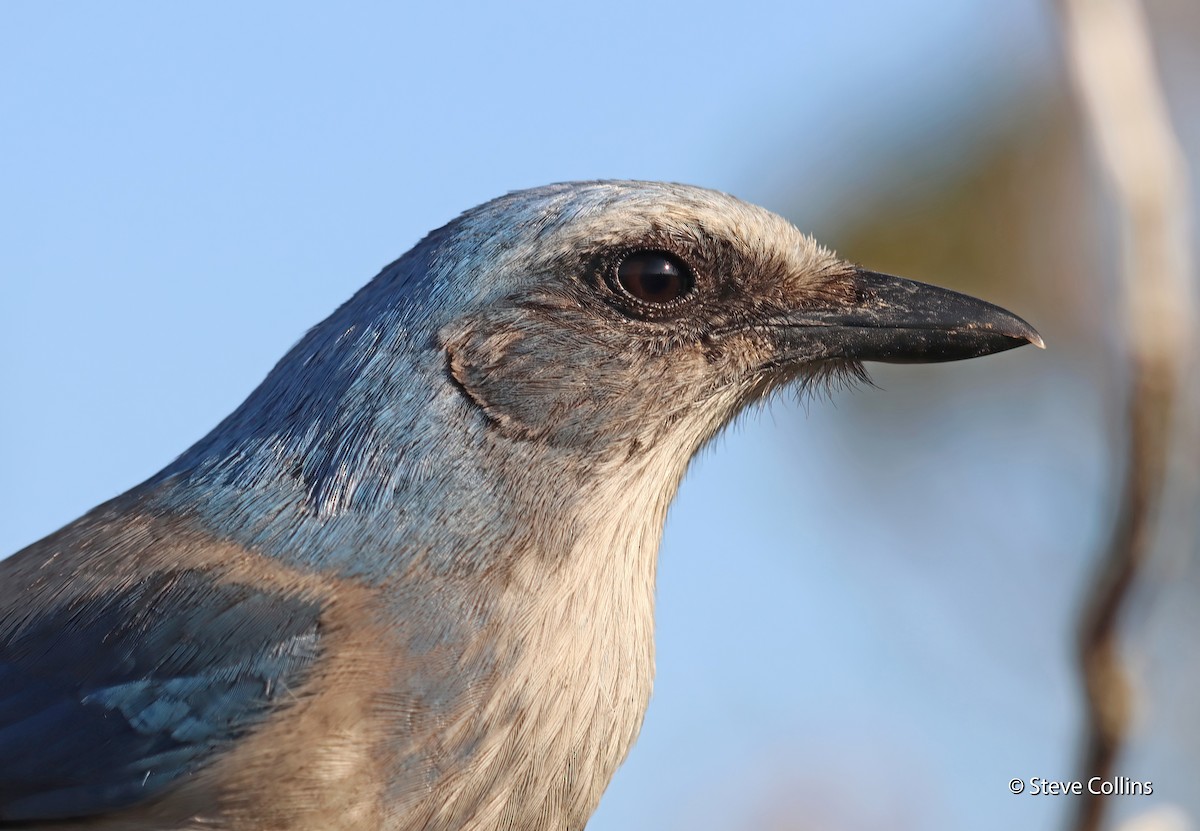 Florida Scrub-Jay - ML541027451