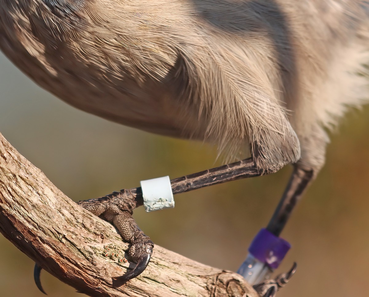 Florida Scrub-Jay - ML541027601