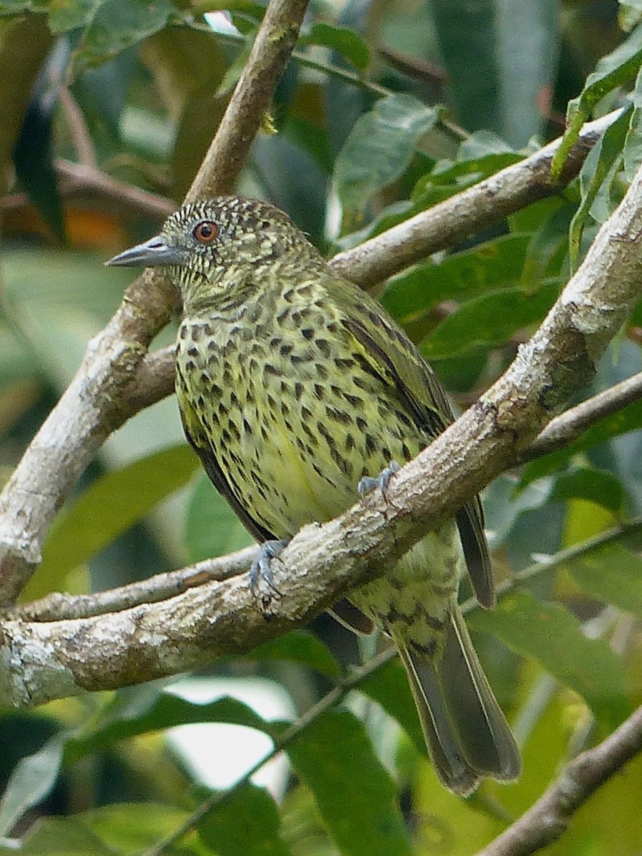 Sharpbill - ML541027821