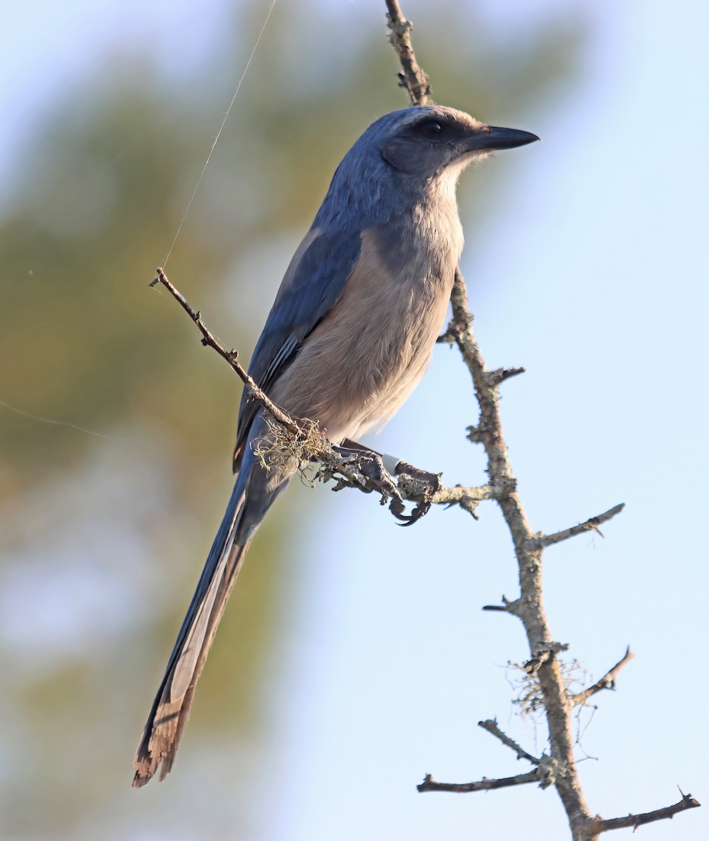 Florida Scrub-Jay - ML541028001