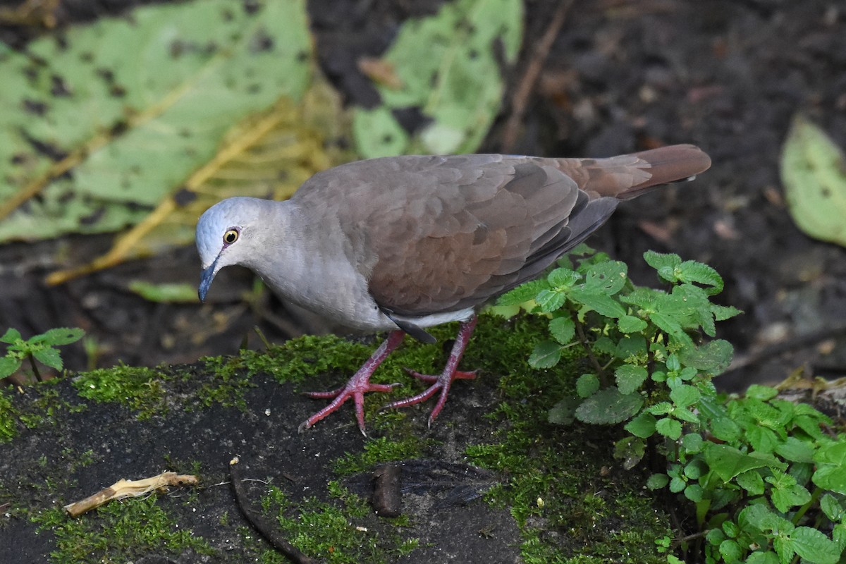 Pallid Dove - Janet Rathjen