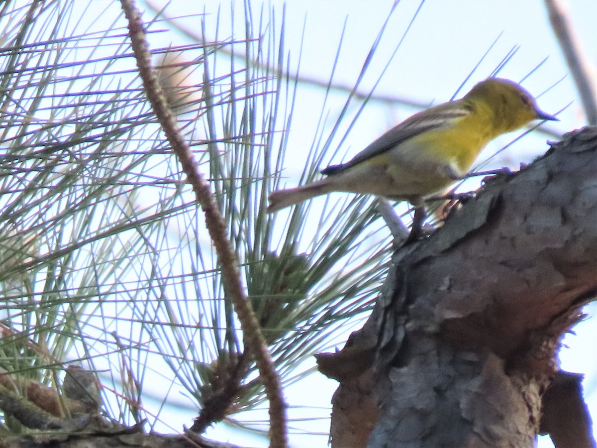 Pine Warbler - ML541030741