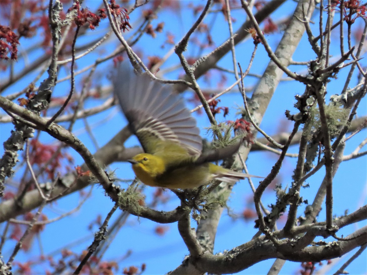 Pine Warbler - ML541030751