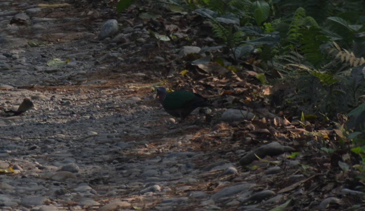 holub zelenokřídlý - ML541032011