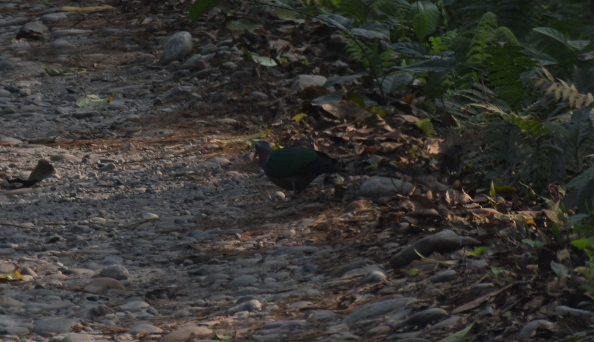 Asian Emerald Dove - ML541032011