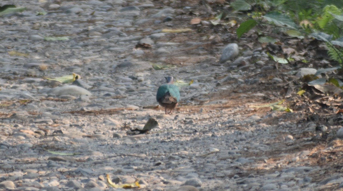 holub zelenokřídlý - ML541032021