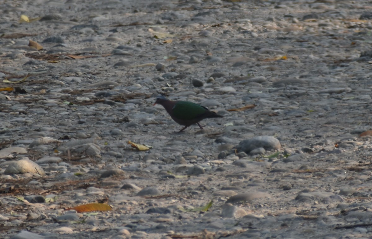 holub zelenokřídlý - ML541032061