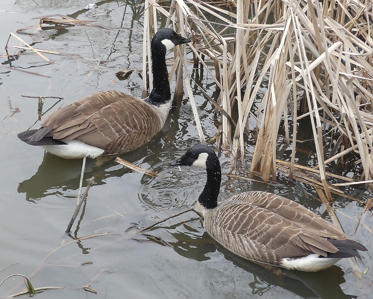 Canada Goose - ML541032591