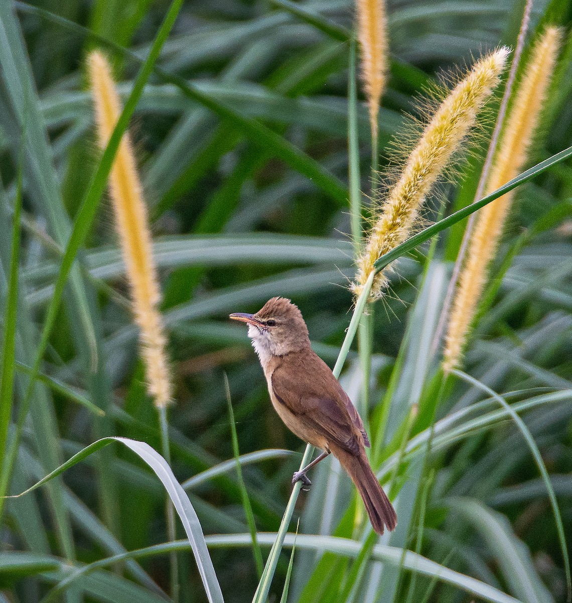 Clamorous Reed Warbler - ML541032831