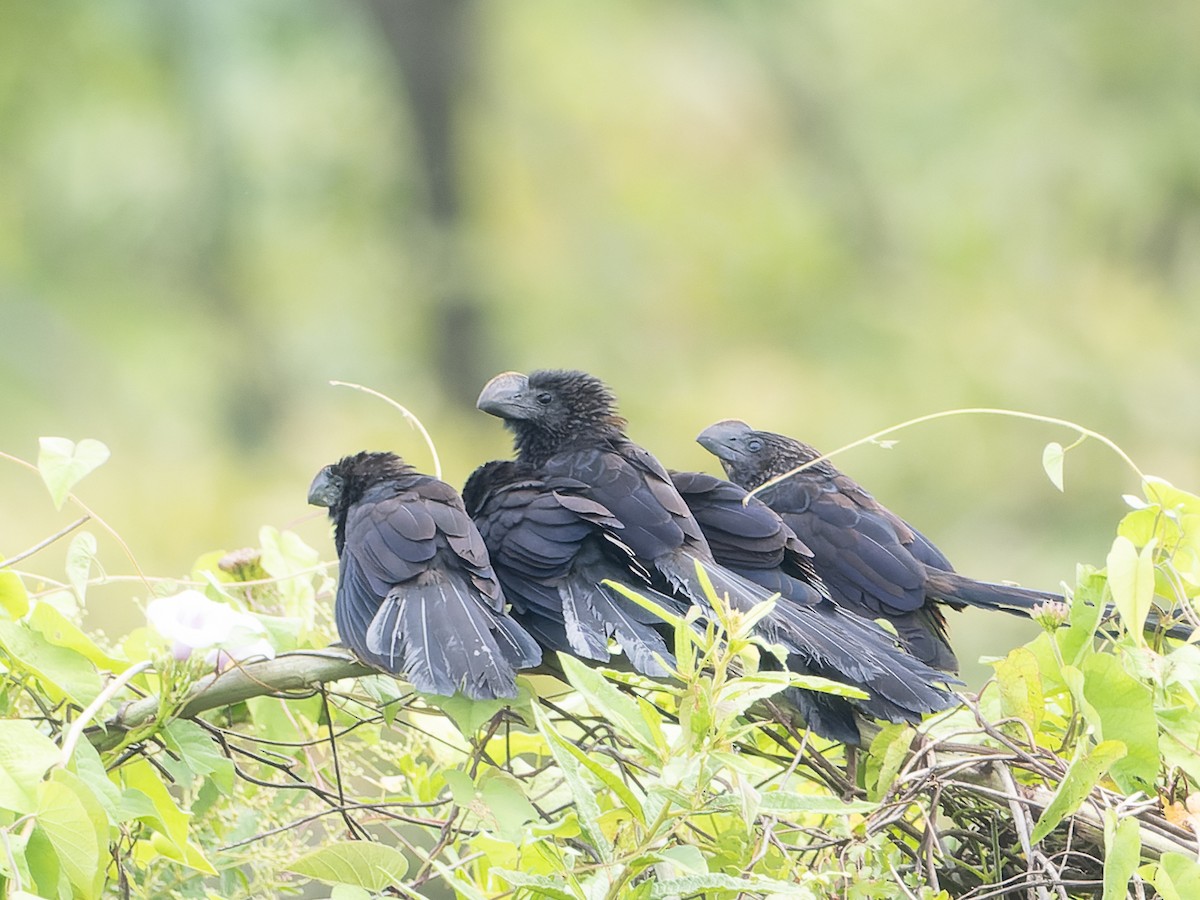 Smooth-billed Ani - ML541032991