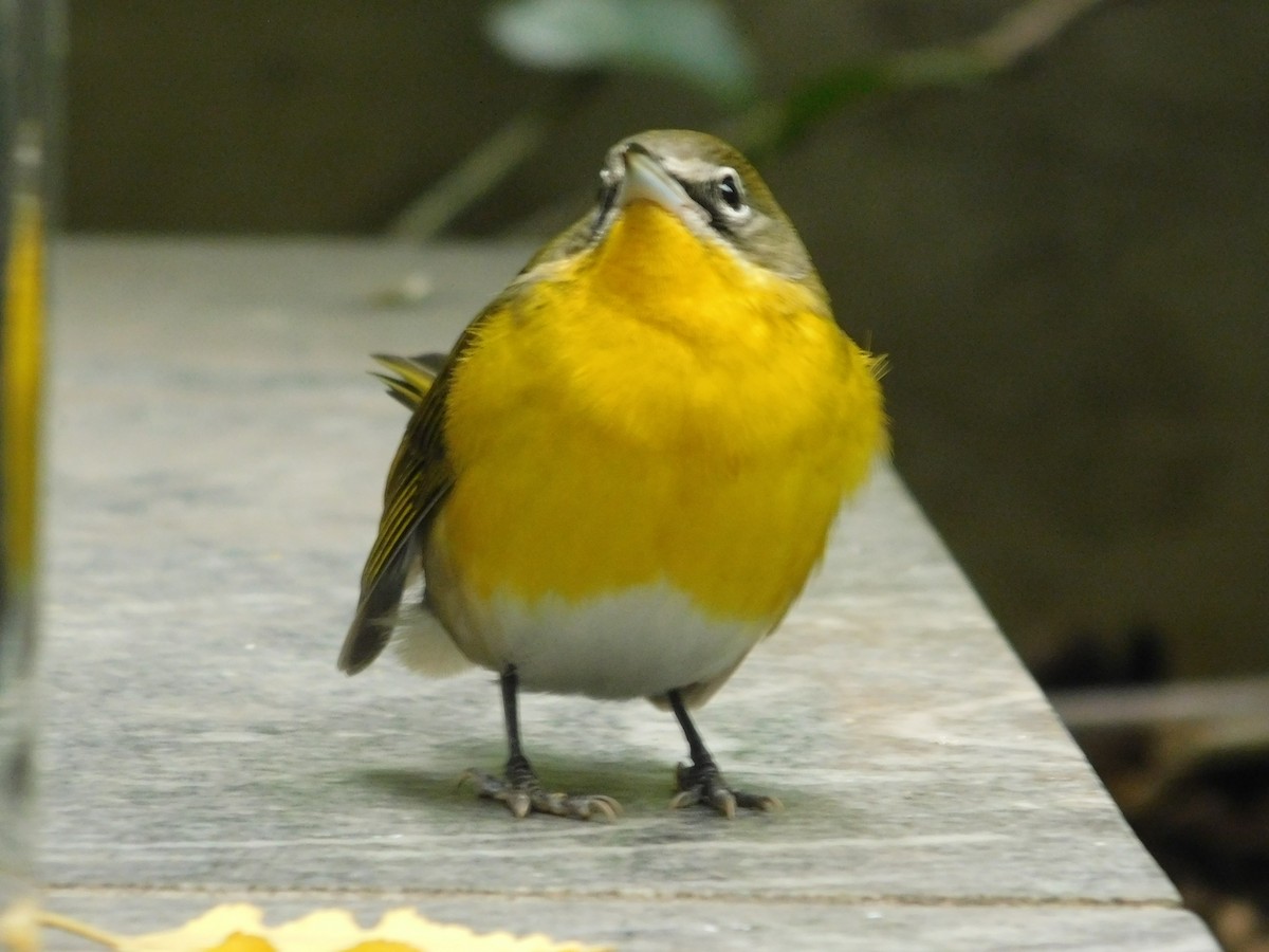 Yellow-breasted Chat - ML541034321