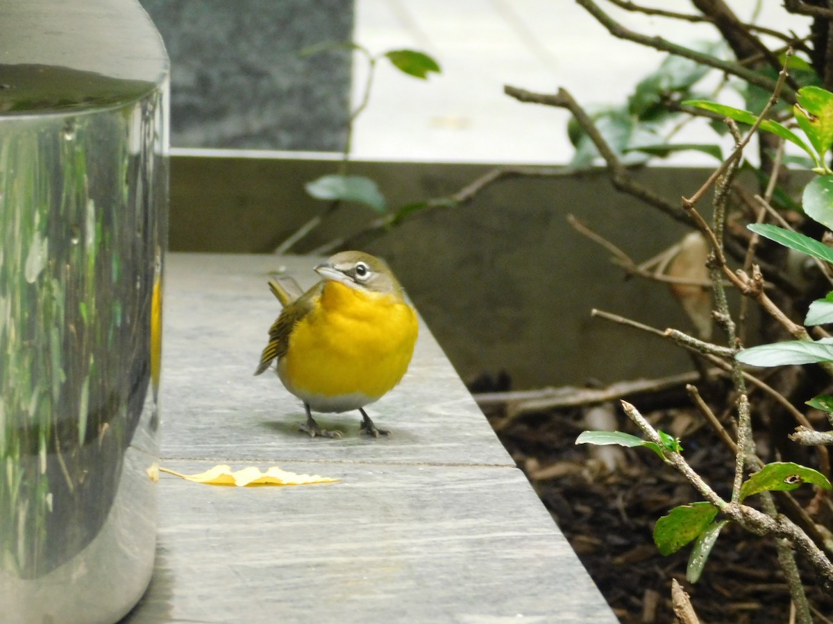 Yellow-breasted Chat - ML541034441