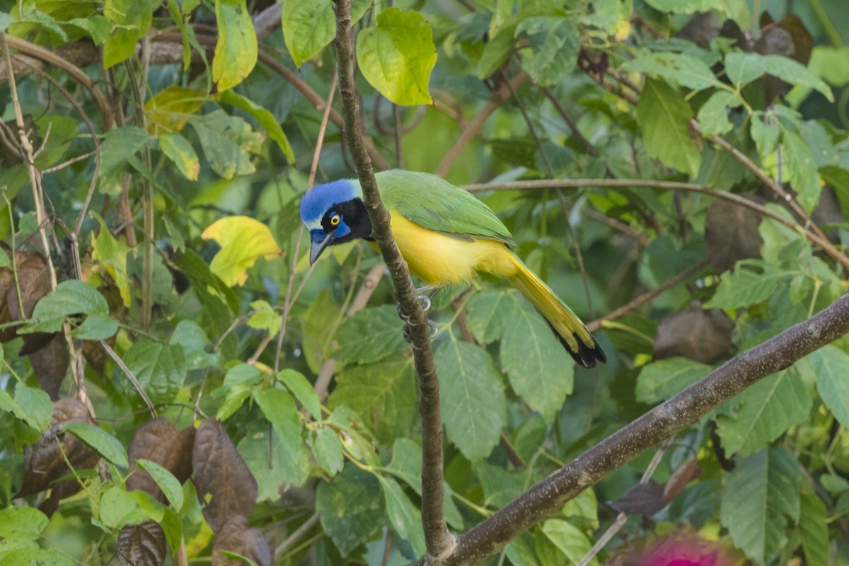 Green Jay - Don Danko