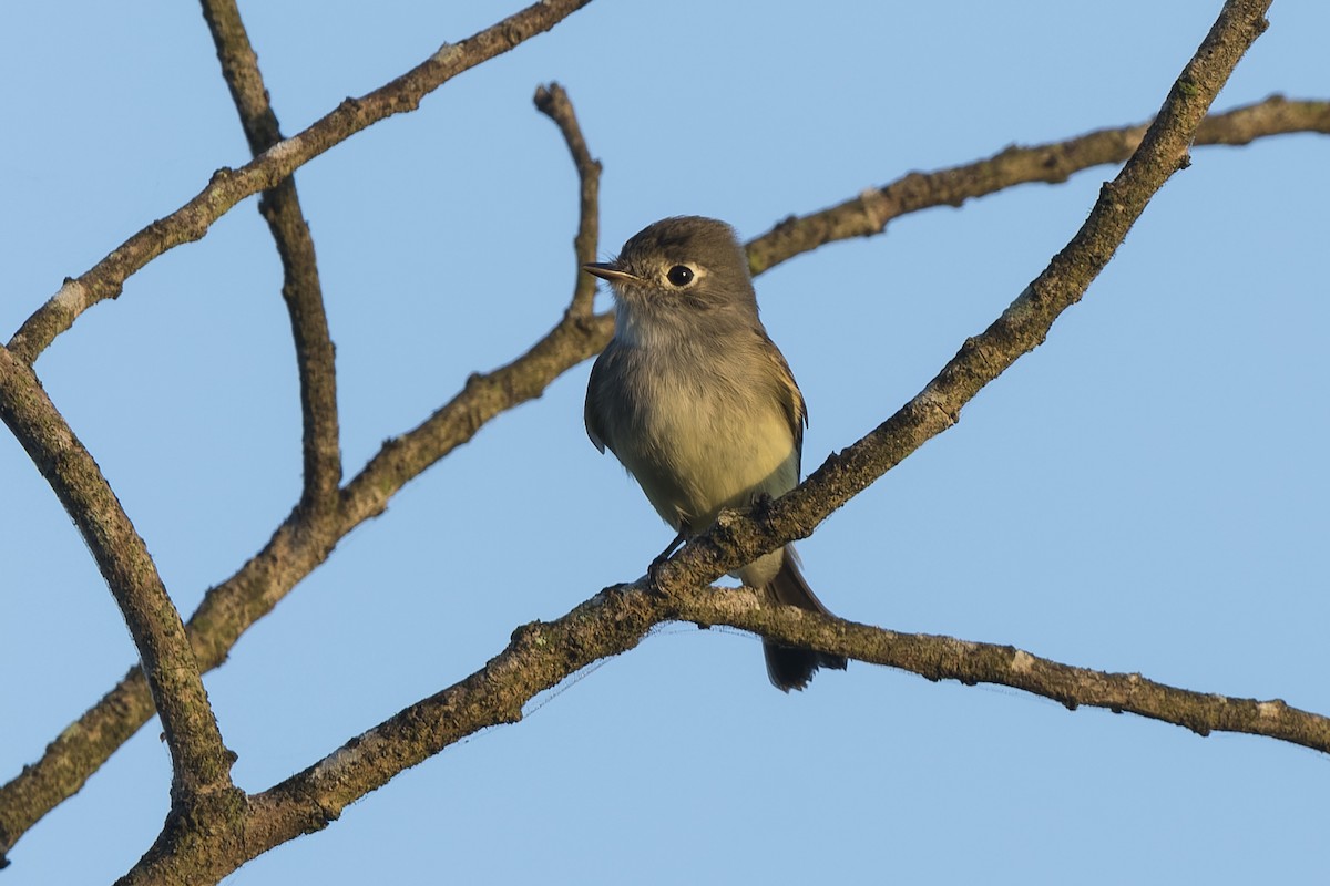 Least Flycatcher - Don Danko