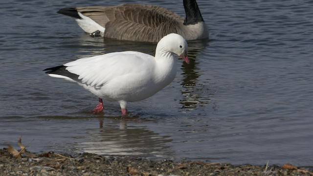 Ross's Goose - ML541036871