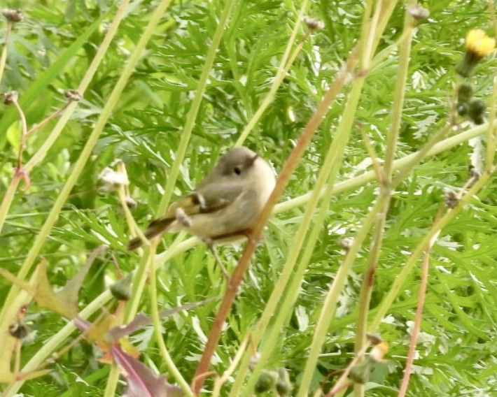 Ruby-crowned Kinglet - Jeff Aufmann