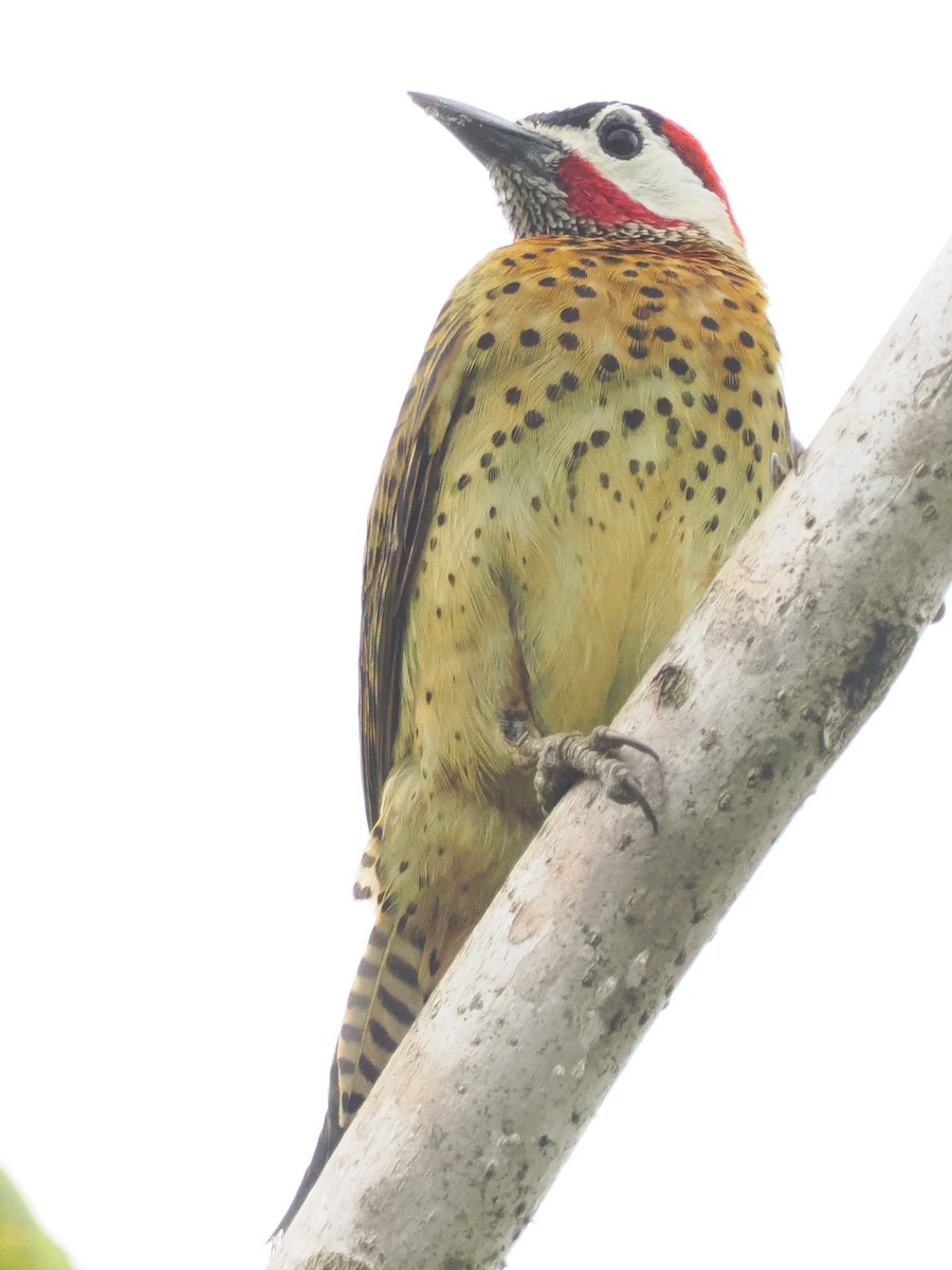 Spot-breasted Woodpecker - LARRY MOSS