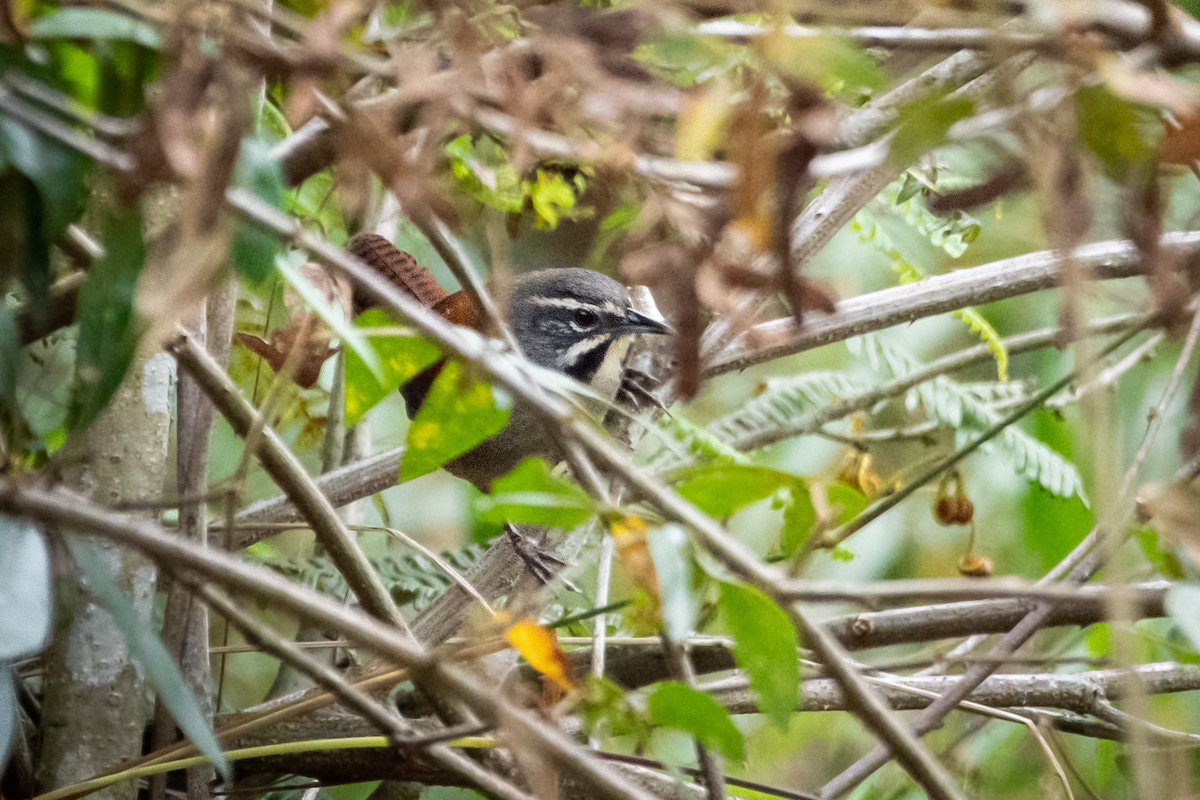 Whiskered Wren - ML541039451