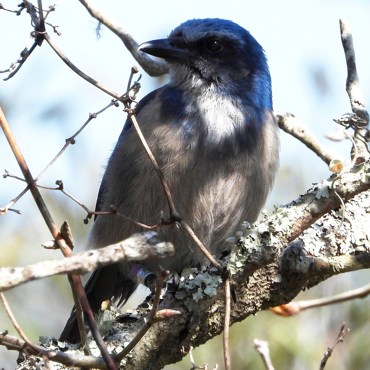 Florida Scrub-Jay - ML541041041