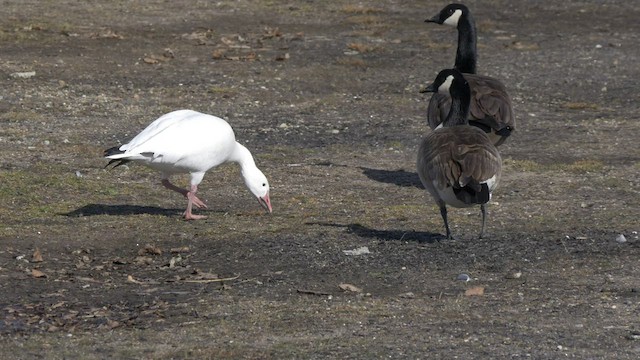 Ross's Goose - ML541041481