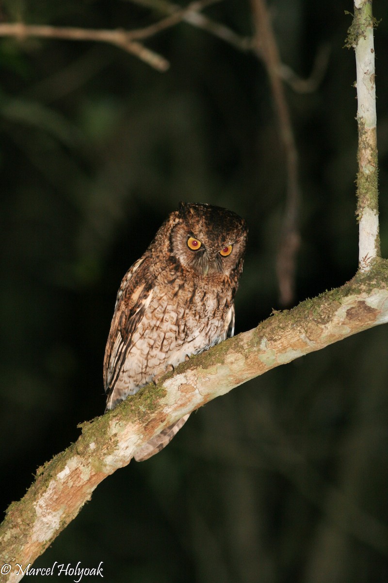 Black-capped Screech-Owl - ML541042101