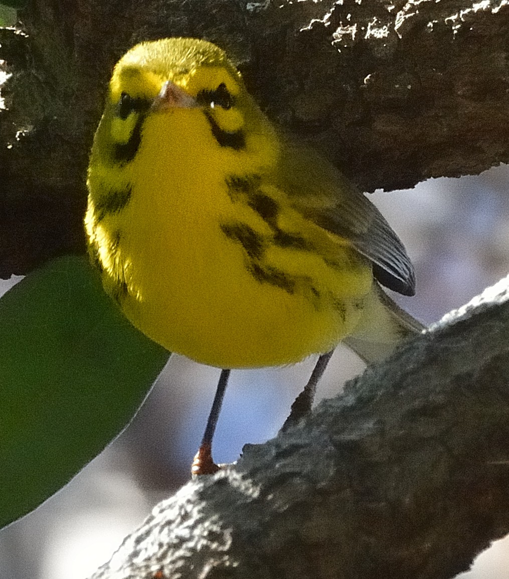 Prairie Warbler - ML54104231