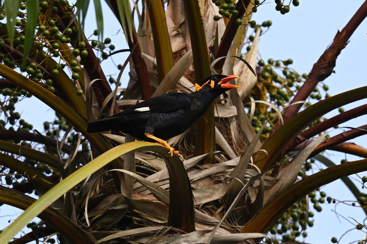 Common Hill Myna - ML541042321