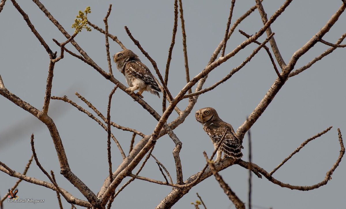Forest Owlet - ML541042361