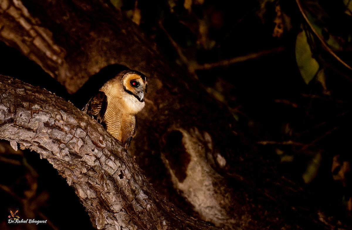 Brown Wood-Owl - ML541042431